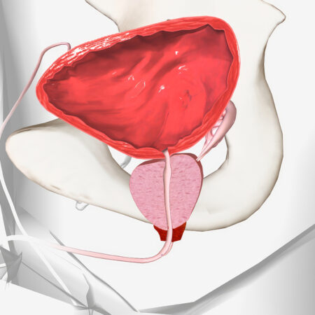 prostata
