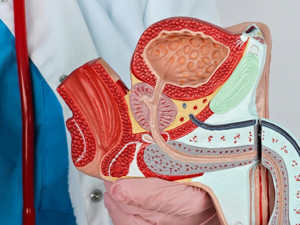 prostata și problemele ei