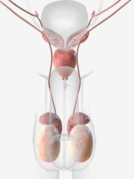 testicule probleme